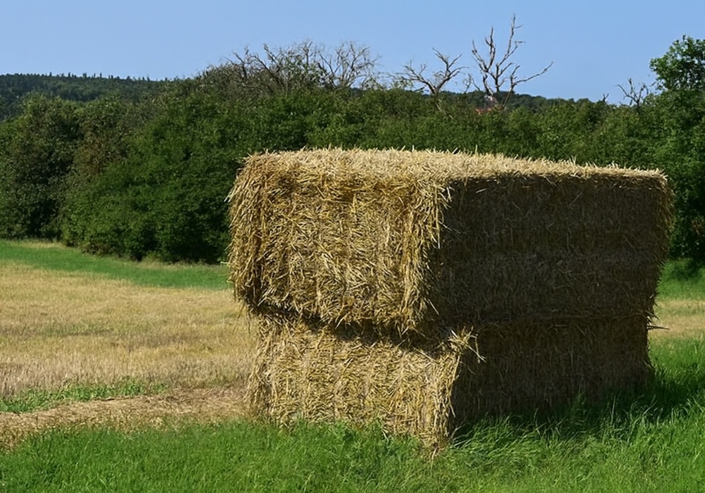 قیمت نخ پرس یونجه